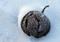 Art: frosty ball by Artist S. Olga Linville