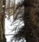 Art: hairy tree by Artist S. Olga Linville