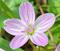 Art: spring beauty by Artist S. Olga Linville