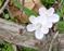 Art: more spring beauties by Artist S. Olga Linville
