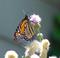 Art: monarch I  by Artist S. Olga Linville