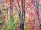 Art: Sedona Oaks abd Maples by Artist Diane Funderburg Deam