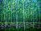 Art: Aspens at Morman Lake by Artist Diane Funderburg Deam