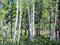 Art: Hart Prarie Wet Lands by Artist Diane Funderburg Deam