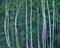 Art: Locket Meadow Aspens by Artist Diane Funderburg Deam