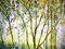 Art: Aspens and Oaks by Artist Diane Funderburg Deam