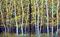 Art: Black Aspens by Artist Diane Funderburg Deam