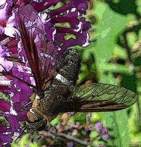 Detail Image for art Butterfly Bush Bee