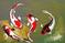 Art: Koi Around by Artist Aisyah Ang